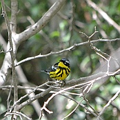 Magnolia Warbler, South Padre Island, Texas
